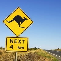 Marsupial spotted near Gloucester